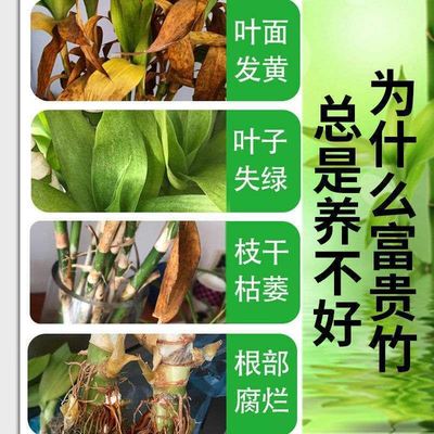 富贵竹叶子发黄怎么办一喷绿营养液防叶黄发财树花卉叶面绿色植物