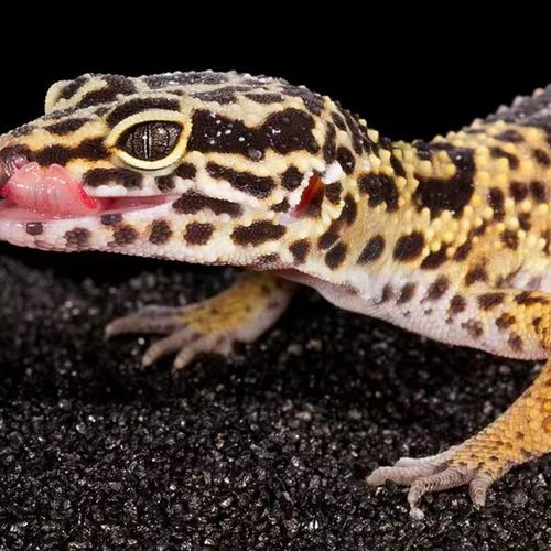 豹纹守宫温顺可爱豹纹守宫新手爬宠异宠物蜥蜴温顺可爱爬宠异族