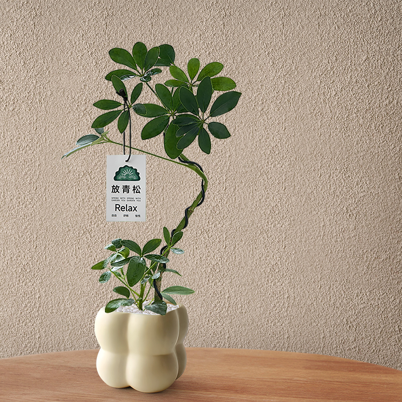 造型鸭脚木盆栽八方来财植物办公桌面招财小盆景四季常青净化空气