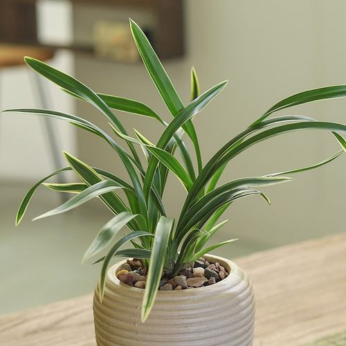 兰花盆栽建兰带花苞室内桌面花卉绿植物客厅四季好养净化空气盆景