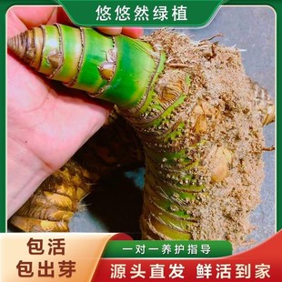 包成活正宗e小叶簕竹禅意勒竹竹子乐竹佛肚竹内门竹米竹竹根盆景