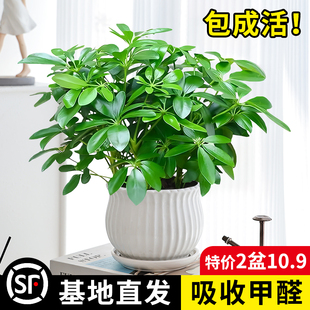 八方来财鸭脚木盆栽办公室桌面鸭B掌木七叶莲客厅四季绿植物吸甲