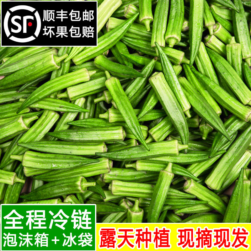 山东新鲜秋葵新鲜蔬菜