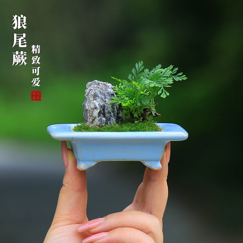 迷你狼尾蕨盆栽雨林缸蕨微景观桌面小绿植室内好养桌面蕨类植物