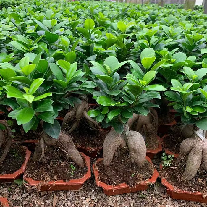 人参榕小榕树新款室内外客厅阳台庭院多肉植物盆景四季常青的盆栽