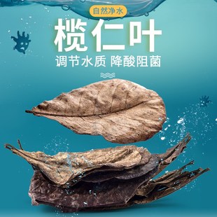 乌龟榄仁叶鱼缸懒人叶热带鱼玛塔降酸降ph调节改善水质造景10片装