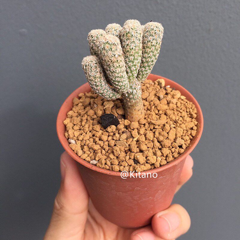 迷你牧师仙人球实生娇丽属 细条型趣味多肉植物室内桌面小盆栽