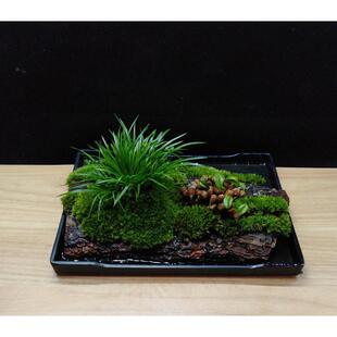 室内菖蒲草苔藓微景观水培矮石斛兰花苗盆景办公室绿植物桌面盆栽