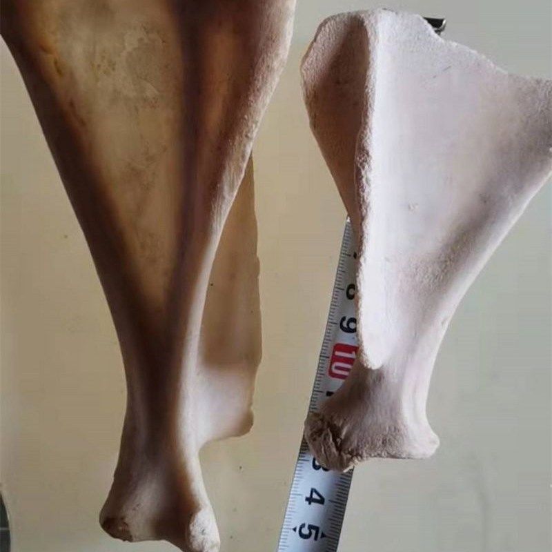 羊大片头骨工艺品牦牛肩甲骨装饰品纯正真牛羊头骨标本壁挂件墙饰