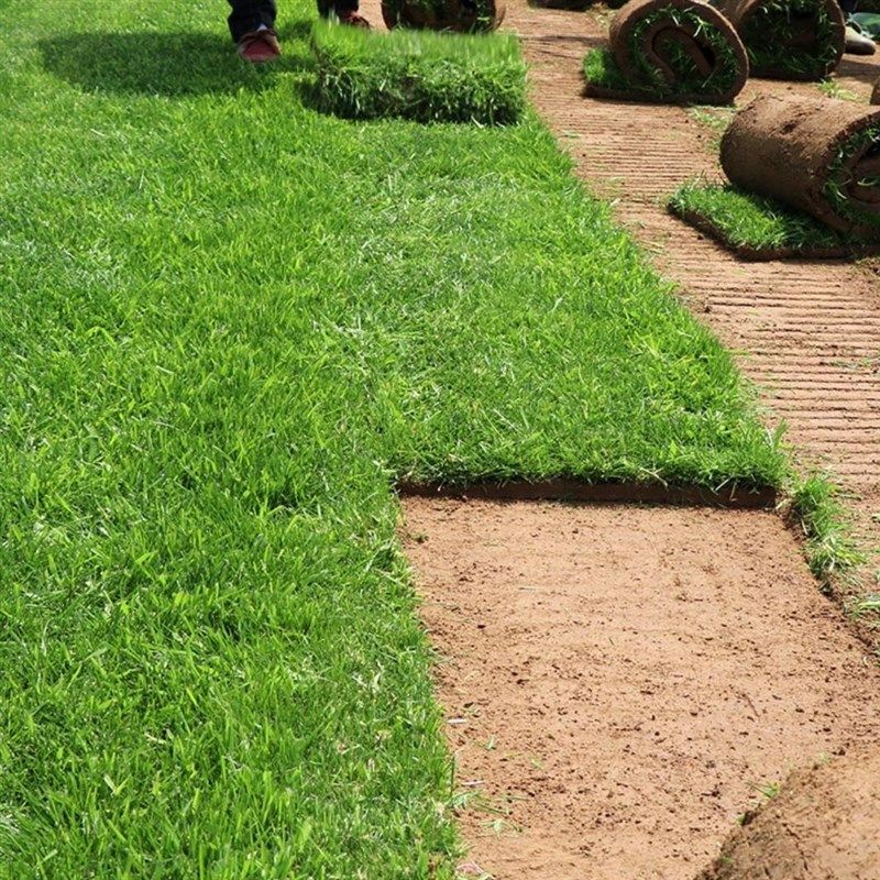 绿化草皮b真草工程草坪带土四季青台湾草马尼拉果岭草庭院花园别