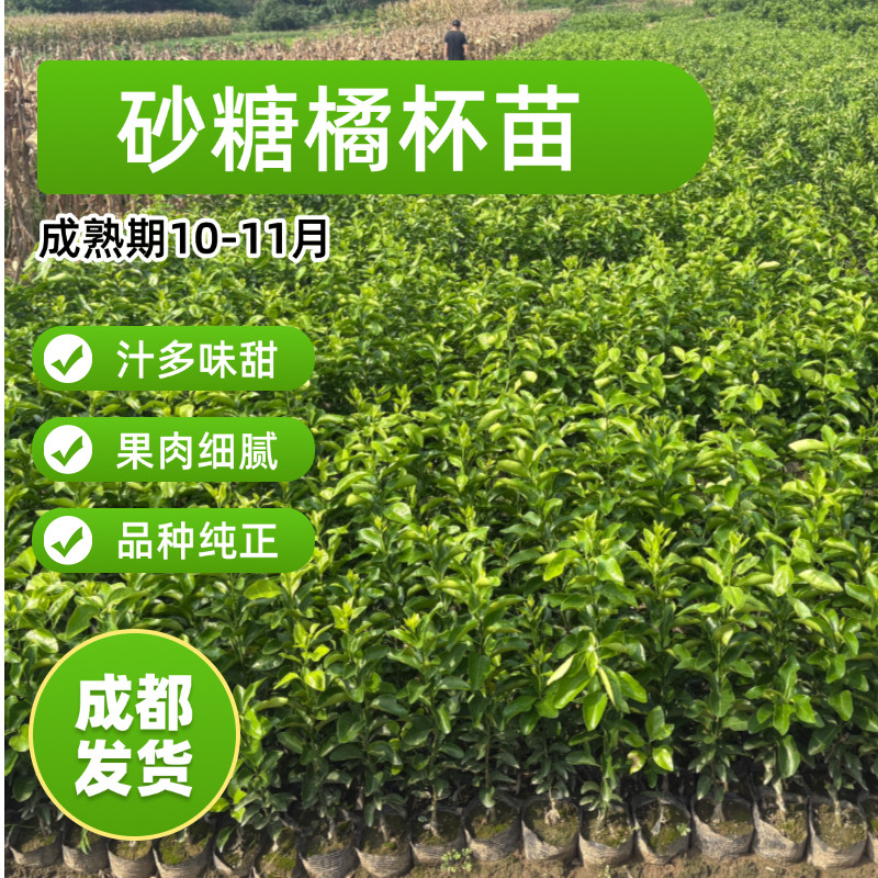 正宗砂糖橘树苗杯苗无籽砂糖橘柑桔树南方北方盆栽地栽原土原杯
