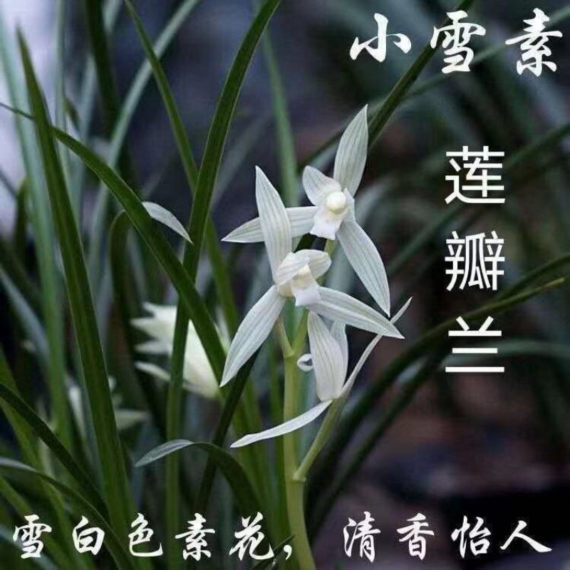 兰花浓香型 莲瓣兰小雪素素冠荷鼎 如意素荷 绿植盆栽好养易活