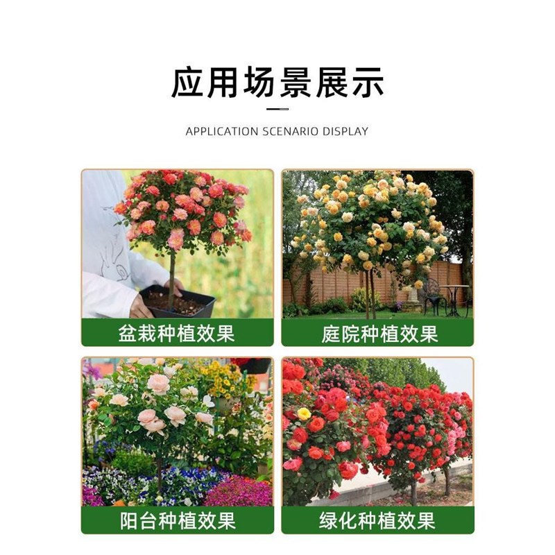 嫁接棒棒糖树桩月季花苗四季开花卉室外阳台盆栽植物玫瑰带花好养