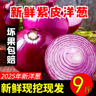 紫皮洋葱新鲜洋葱头现挖9斤
