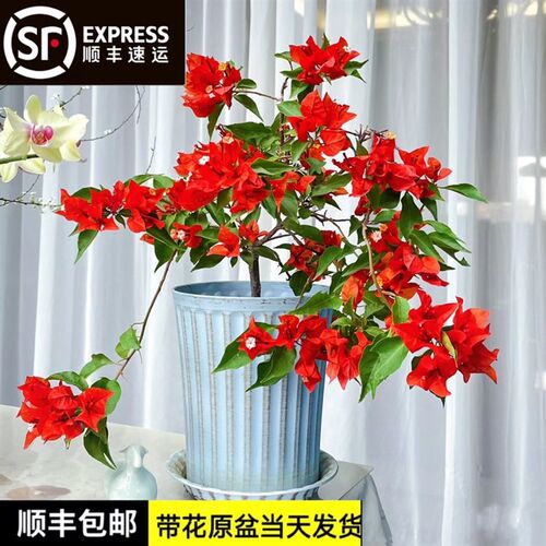 热火桑巴三角梅扦插高飘勤花老桩花卉阳台庭院景观盆栽四季开花