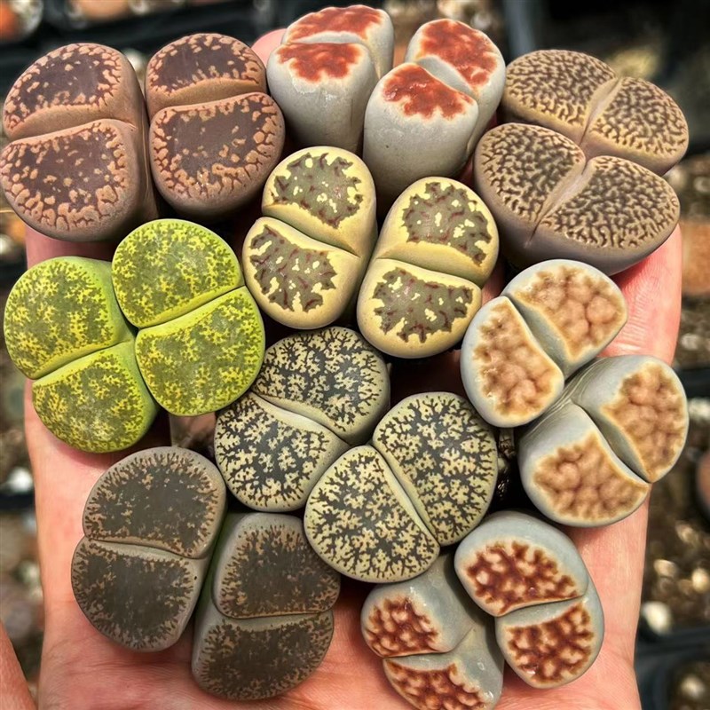 生石花多肉大颗组合彩色新手套餐拼盘红窗花纹玉番杏阳台好养植物