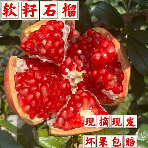 三水专属四川突尼斯软籽石榴新鲜应季水果坏果包赔