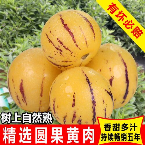 正宗云南石林人参果树上熟圆果黄肉新鲜水果香甜特大产地直发