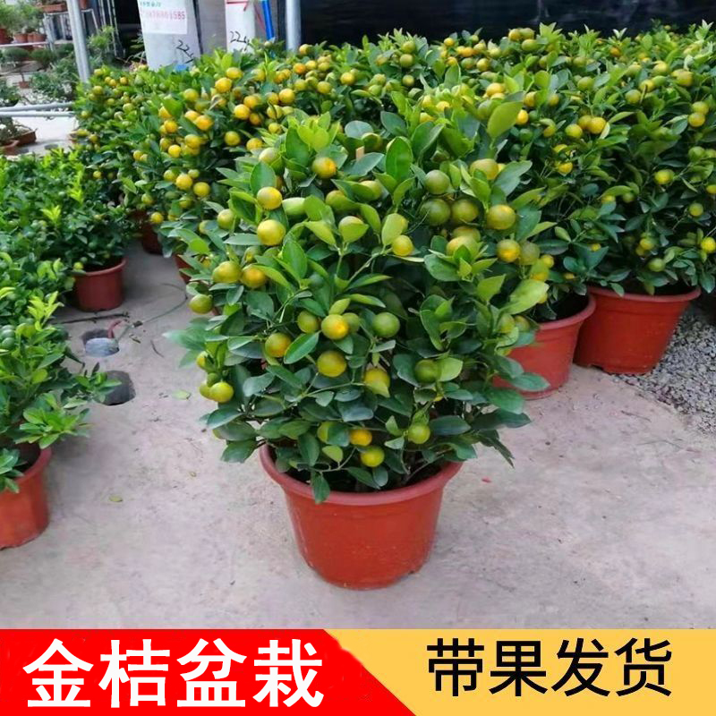 金桔树盆栽带果发货室内客厅植物可食用脆皮金桔树树苗四季观赏