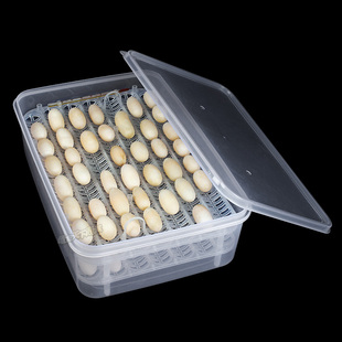 乌龟蛋孵化盒无介质石金钱龟水陆龟蜥蜴蛇守宫爬宠蛋防抖孵化器