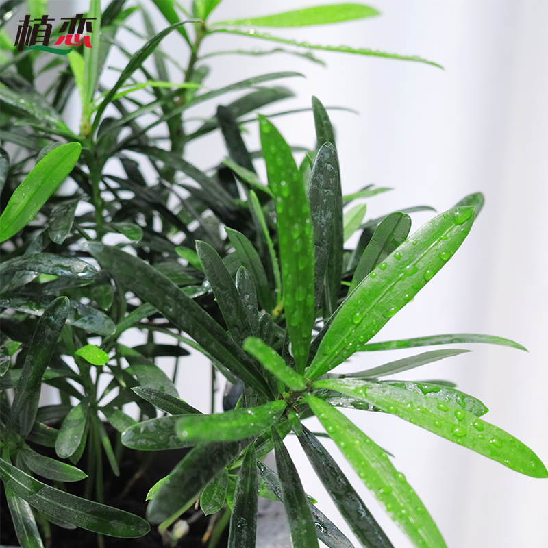 罗汉松 小盆栽办公桌窗台 阳台茶几迷你小绿植 上海苏州