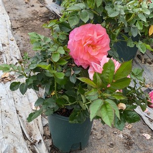 一加仑中苗 多年生原盆原土发货 海神王 粉色多头大花微月