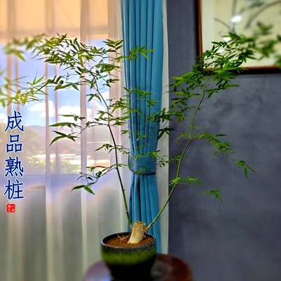 成品熟桩养好海南小叶簕竹文人阳台室内外桌面庭院竹子盆景常青