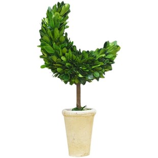 馨颜植创意手工桌面摆件家居装饰品客厅室内绿植圣诞节月亮树礼物