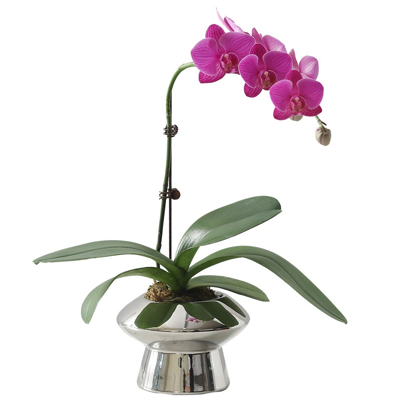 蝴蝶兰盆栽带花苞过年宵花卉室内秋冬真花客厅鲜花苗四季开花盆景