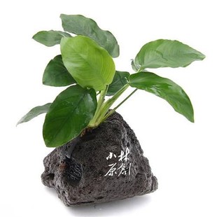 火山石小水榕定植水草溪流鱼缸造景深水龟泰国斗鱼缸栖息躲避越黑