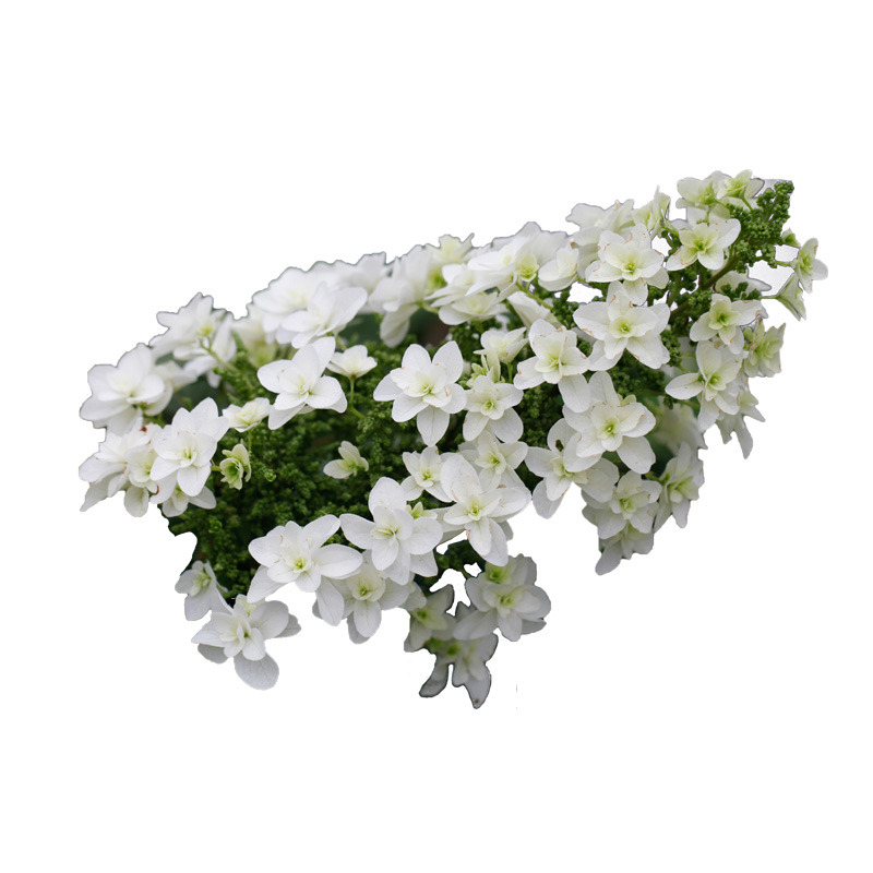 海蒂的花园绣球花苗和声雪花栎叶绣球花庭院露台耐寒植物花卉盆栽