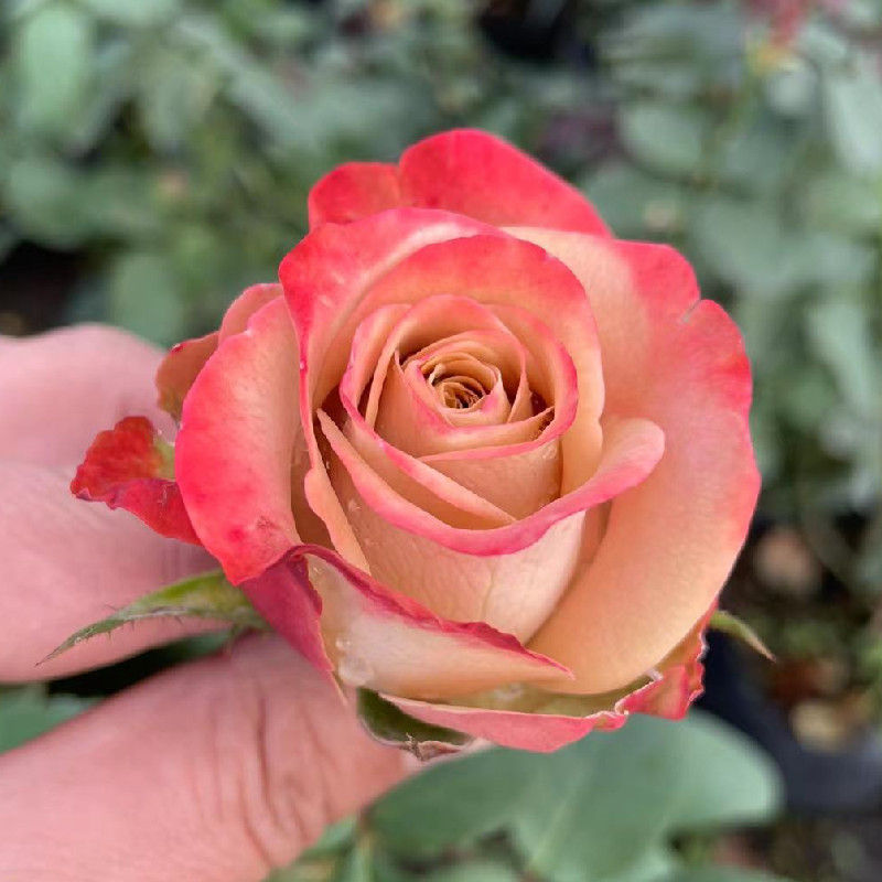 卡布奇诺玫瑰切花月季花苗特大花盆栽四季开花树苗灌木复古多季