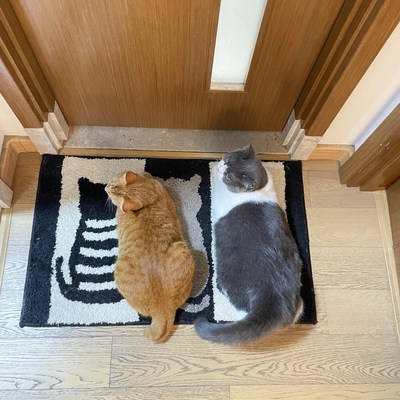 植绒猫腻卫生间厨房浴室厕所入户进门口地毯脚垫吸水防滑卧室家用