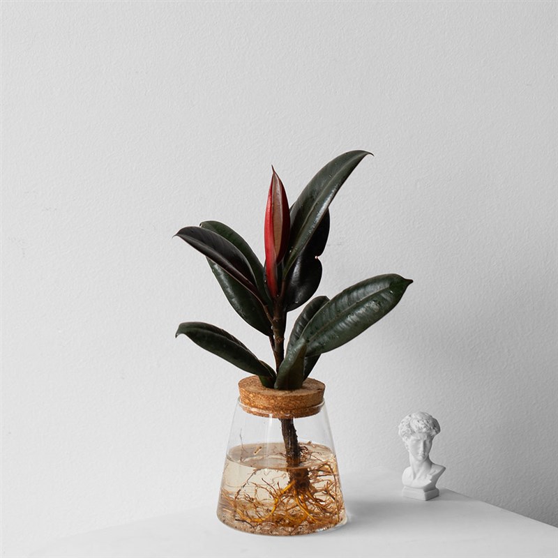 水培植物 室内好养花卉植物 办公室玻璃瓶玻璃花盆水培花卉小盆栽