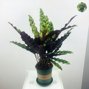 猫眼竹芋豹纹彩虹观叶植物喜阴桌面绿植室内盆栽土培水培净化空气