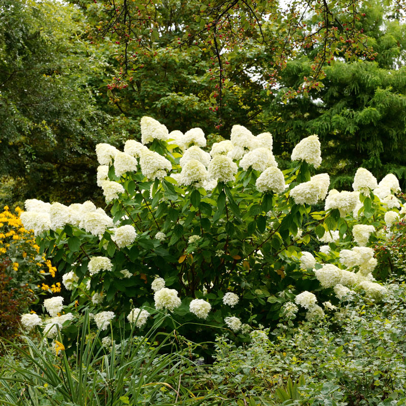 白玉圆锥绣球花苗盆栽木本植物大花阳台庭院露台四季花卉耐寒耐阴