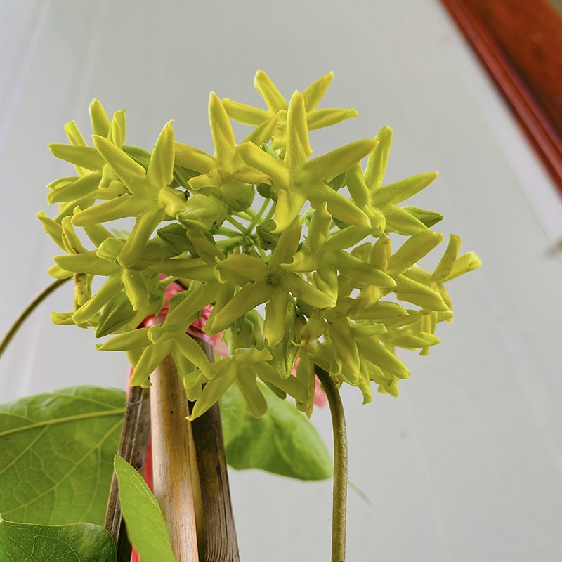 食用夜香花 爬藤夜兰香苗藤本夜来香花菜 驱蚊植物千里香夜兰花盆