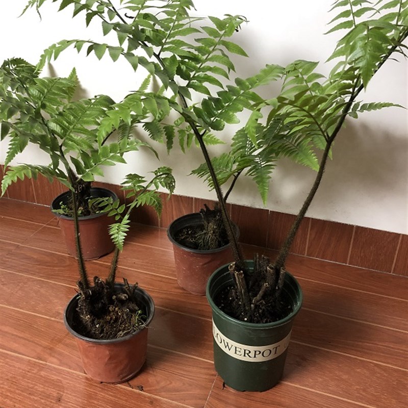 网红蕨类盆景耐阴软装室内外绿植一叶蕨禅意观叶茶几庭院好养喜水