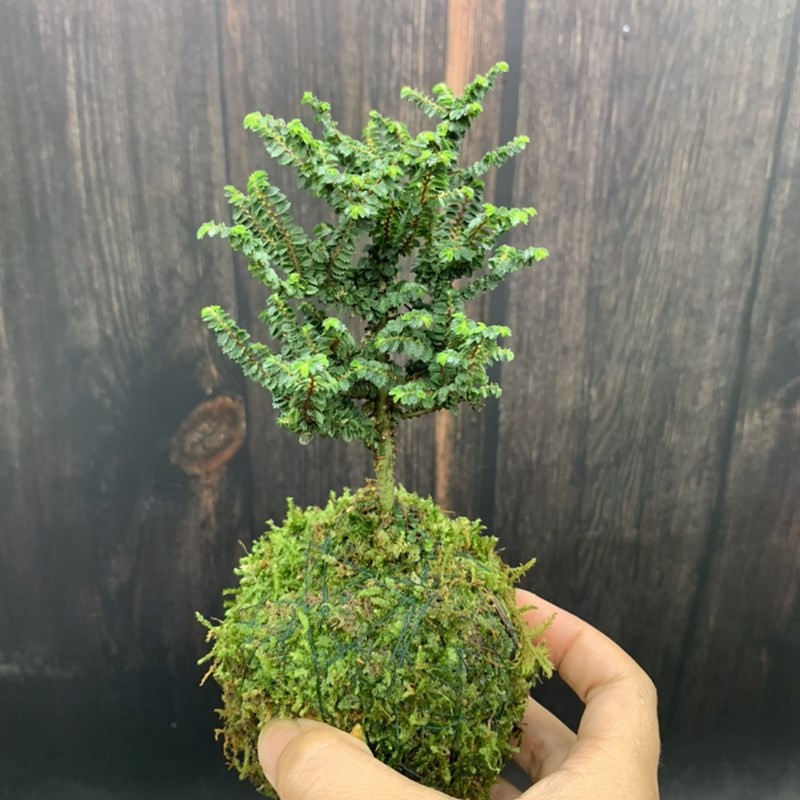 苔藓球芝麻榆树苗迷你品种小榆树盆景八方榆室内阳台好养盆栽