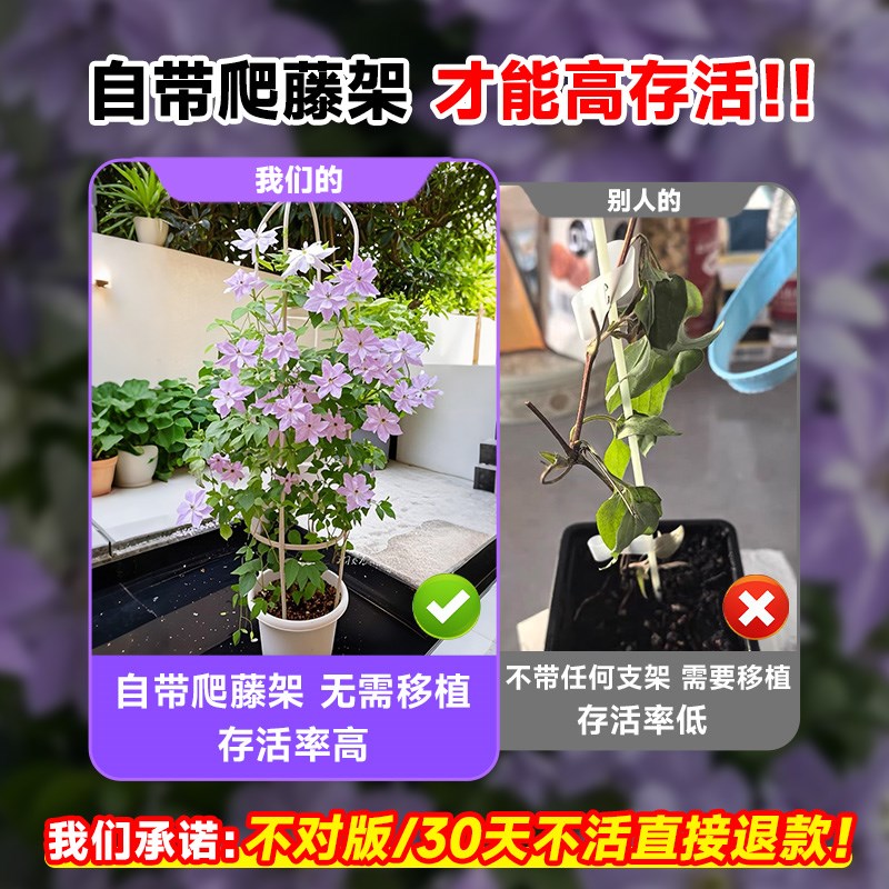重瓣倒影铁线莲大苗乌托邦爬藤植物庭院阳台银币花卉盆栽四季开花