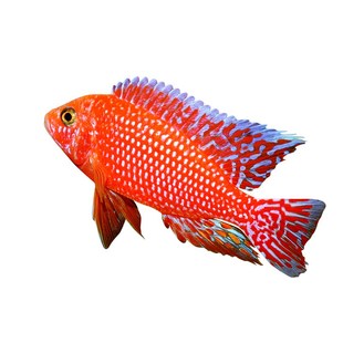 龙血火焰红三湖慈鲷马鲷鱼德系热带淡水观赏鱼好养耐活水族宠物鱼