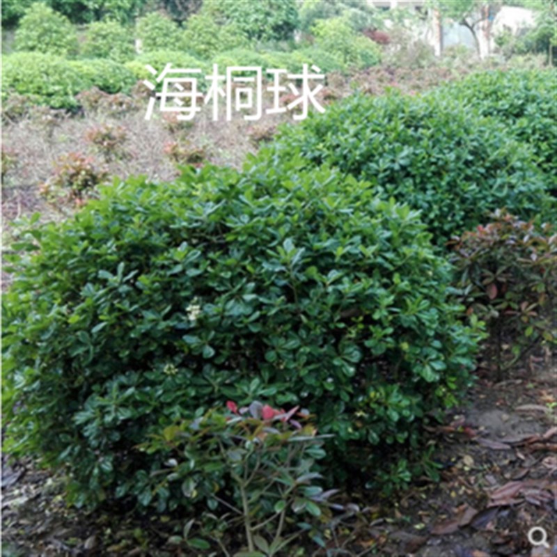 海桐苗新款常绿四季常青气味芳香驱蚊虫绿植物围墙绿篱笆园林绿化