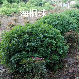 海桐苗新款常绿四季常青气味芳香驱蚊虫绿植物围墙绿篱笆园林绿化