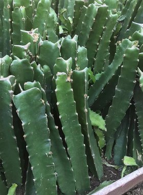 嫁接火龙果三角柱蟹爪兰仙人球令箭花龙骨嫁接砖木三棱柱嫁接专用