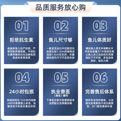 蓝礼服孔雀鱼台系大尾巴精品缎带水草缸纯种临产怀孕母鱼热带小型