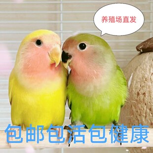 桃脸牡丹鹦鹉活鸟黄桃绿桃合法特色牡丹鹦鹉亲人说话鸟宠物鸟包活