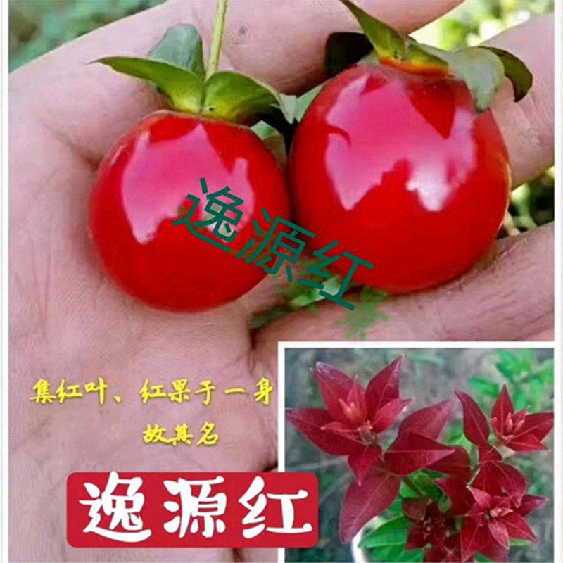 灌木金弹子品种嫁接苗中国红大红花生果逸源红镇园红观花观果熟桩