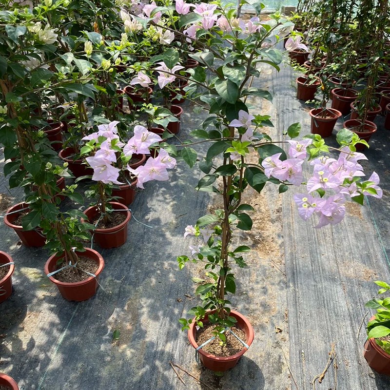 爬藤三角梅大苗高飘原生中国红高杆飘枝老桩室内盆栽庭院勤花耐热