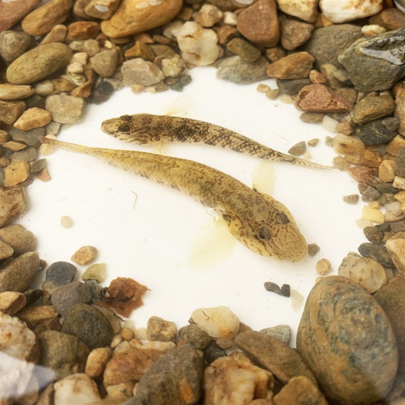 虾虎子陵吻虾虎李氏虾虎鱼淡冷水原生溪水小鱼观赏鱼水族底层鱼