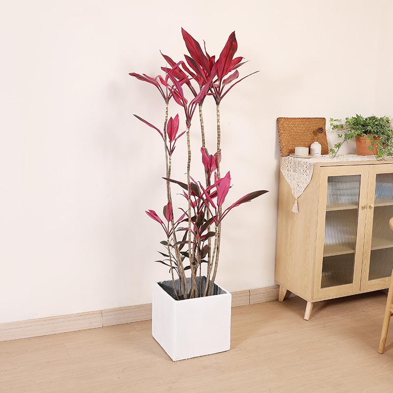 红叶朱蕉盆栽办公室客厅室内大型绿植室外盆景造型红叶铁观叶植物